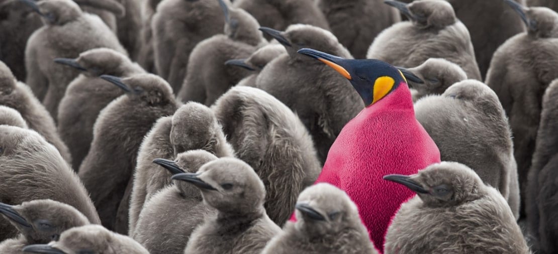 Een felroze pinguïn tussen een groep grijze pinguïns
