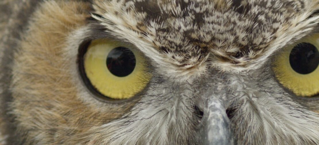 Close-up van de ogen van een uil.